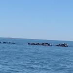 Winter seals off Mother-in-law Island